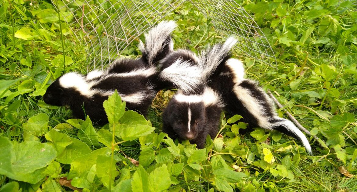 Featured image for How to Get Rid of Skunks in Your Yard Naturally