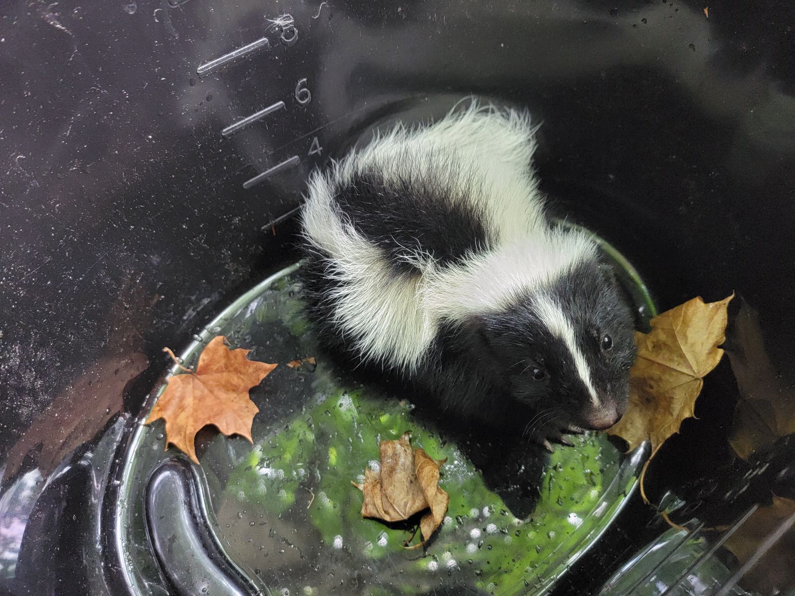 A striped skunk sniffing and foraging on a suburban lawn at dusk with soft garden lighting in the background, realistic wildlife photograph