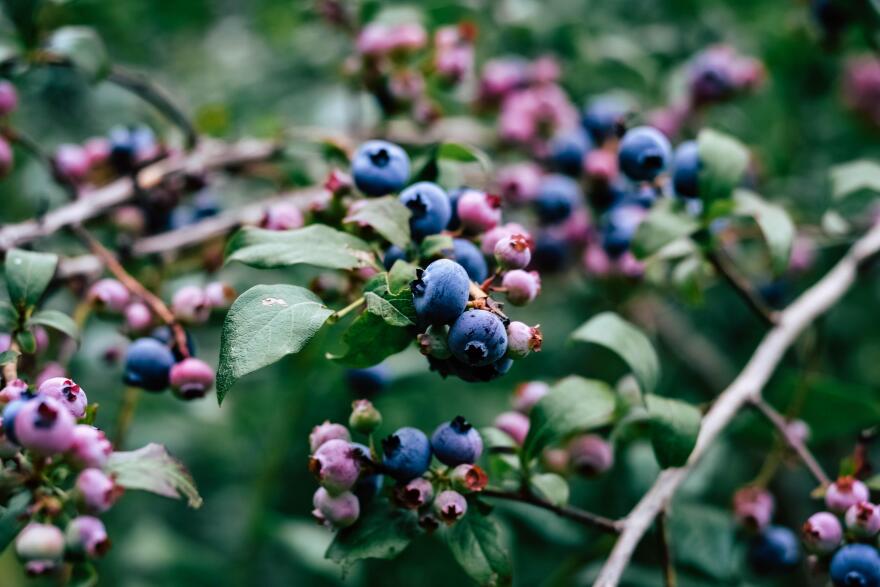 A sunlit cluster of ripe blueberries hanging from a healthy, well pruned bush with an open canopy and green leaves in mid summer