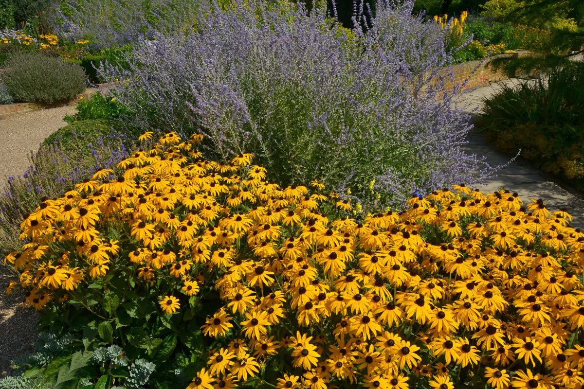 A sunlit garden border with a mature Russian sage plant covered in lavender-blue flower spikes and silvery foliage, photographed in natural summer light