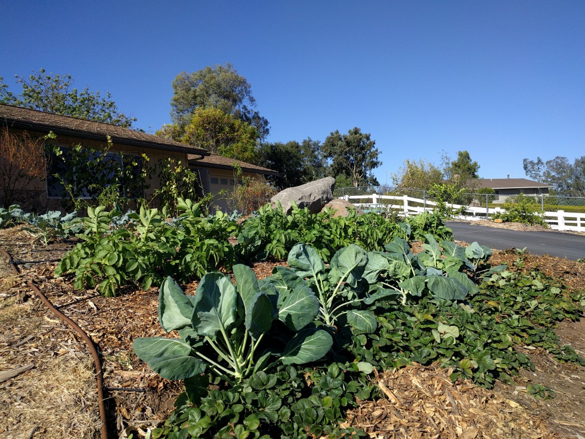 A sunny Southern California backyard garden with raised beds full of mixed vegetables and herbs, with mulch visible on the soil