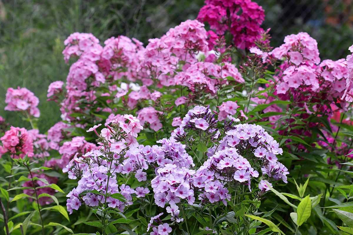 A sunny backyard perennial border with tall garden phlox in full bloom, showing pink and lavender flower clusters on upright stems