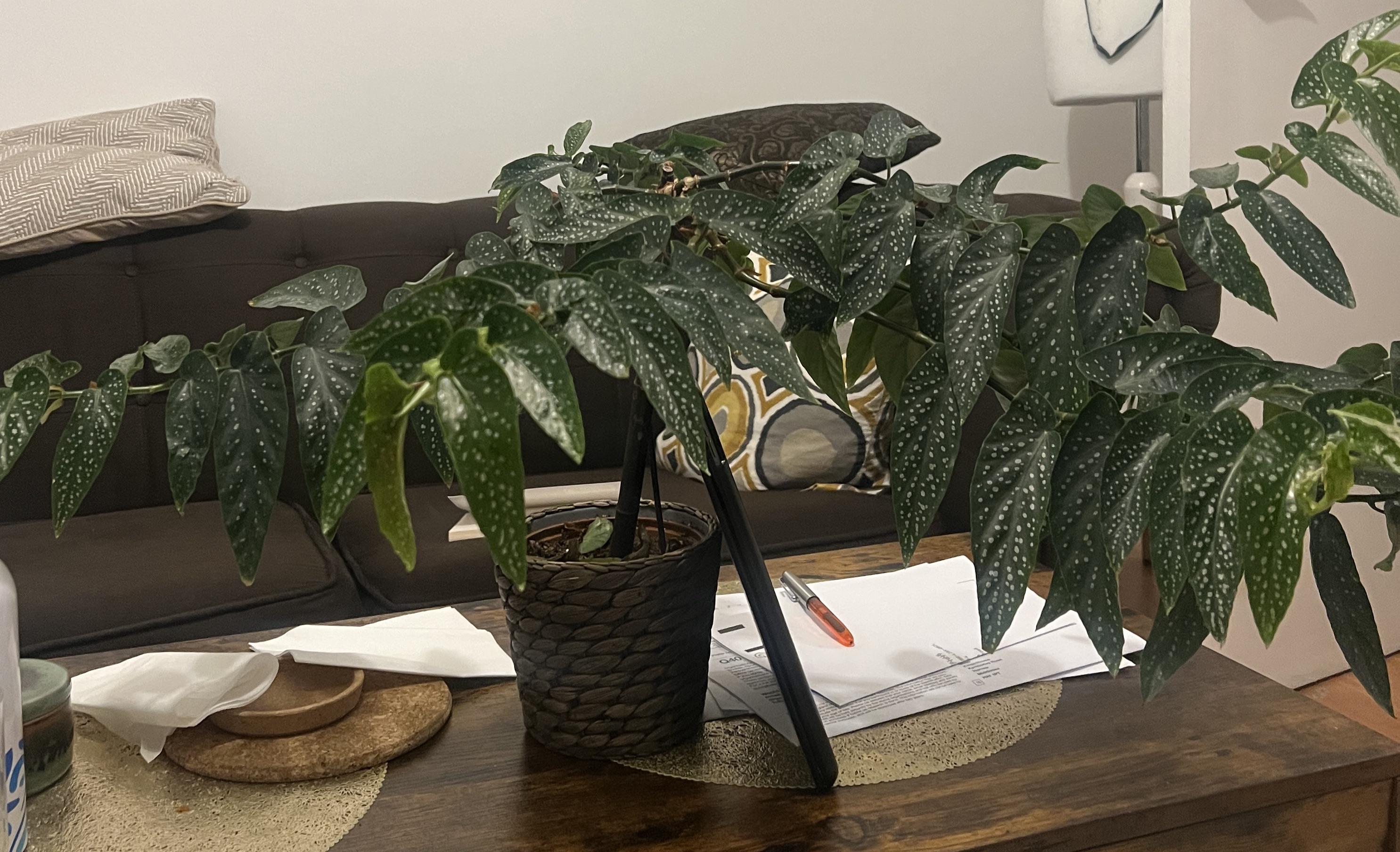 A tall Begonia maculata indoors supported by a thin bamboo stake and soft plant ties, showing upright cane stems and spotted leaves, real photo