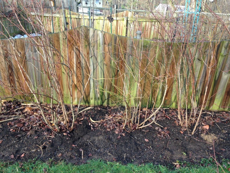 A thick old blueberry cane being cut at ground level with loppers, showing the open center of the bush and fresh mulch around the base