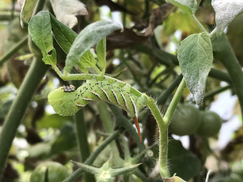 A tomato plant with missing leaves and chewed stems, showing classic hornworm defoliation in a vegetable garden