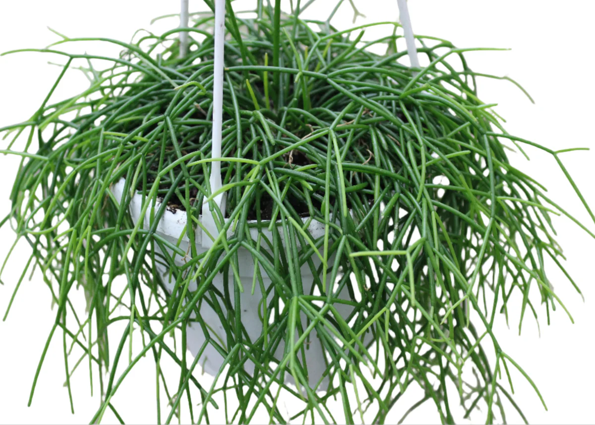 Featured image for Rhipsalis (Mistletoe Cactus) Care Indoors
