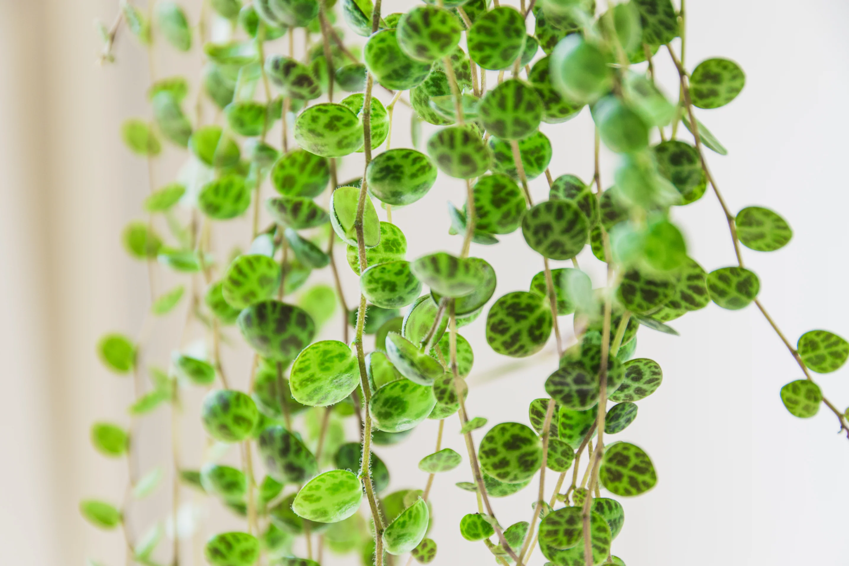 A trailing pot of String of Turtles (Peperomia prostrata) on a bright windowsill, with close-up focus on the small round leaves showing dark turtle-shell veining, natural indoor photography