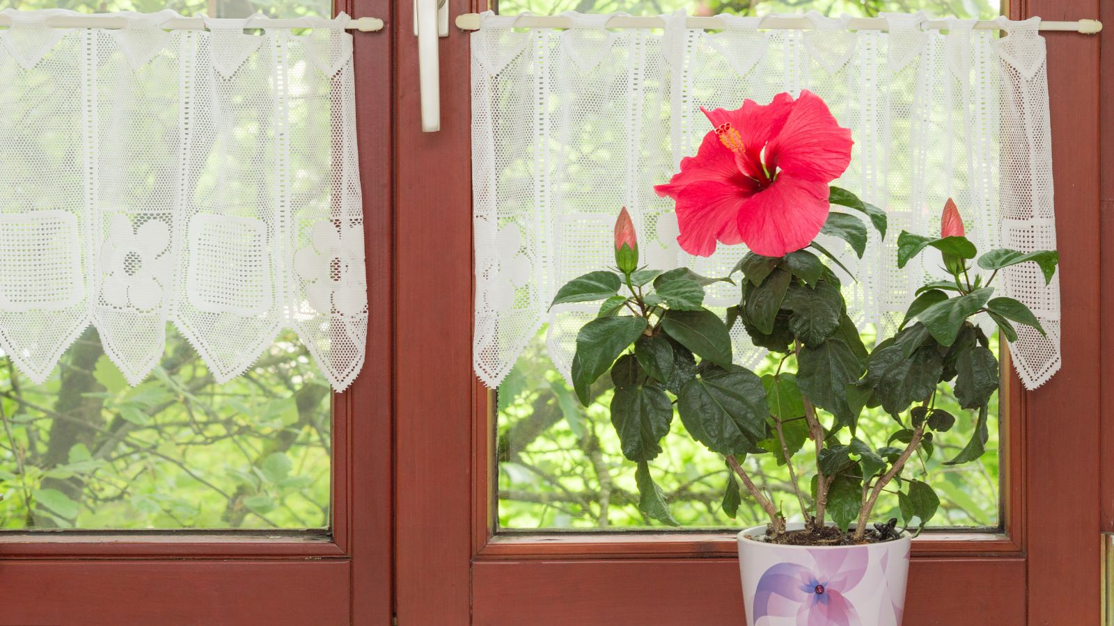 Featured image for Indoor Tropical Hibiscus Care