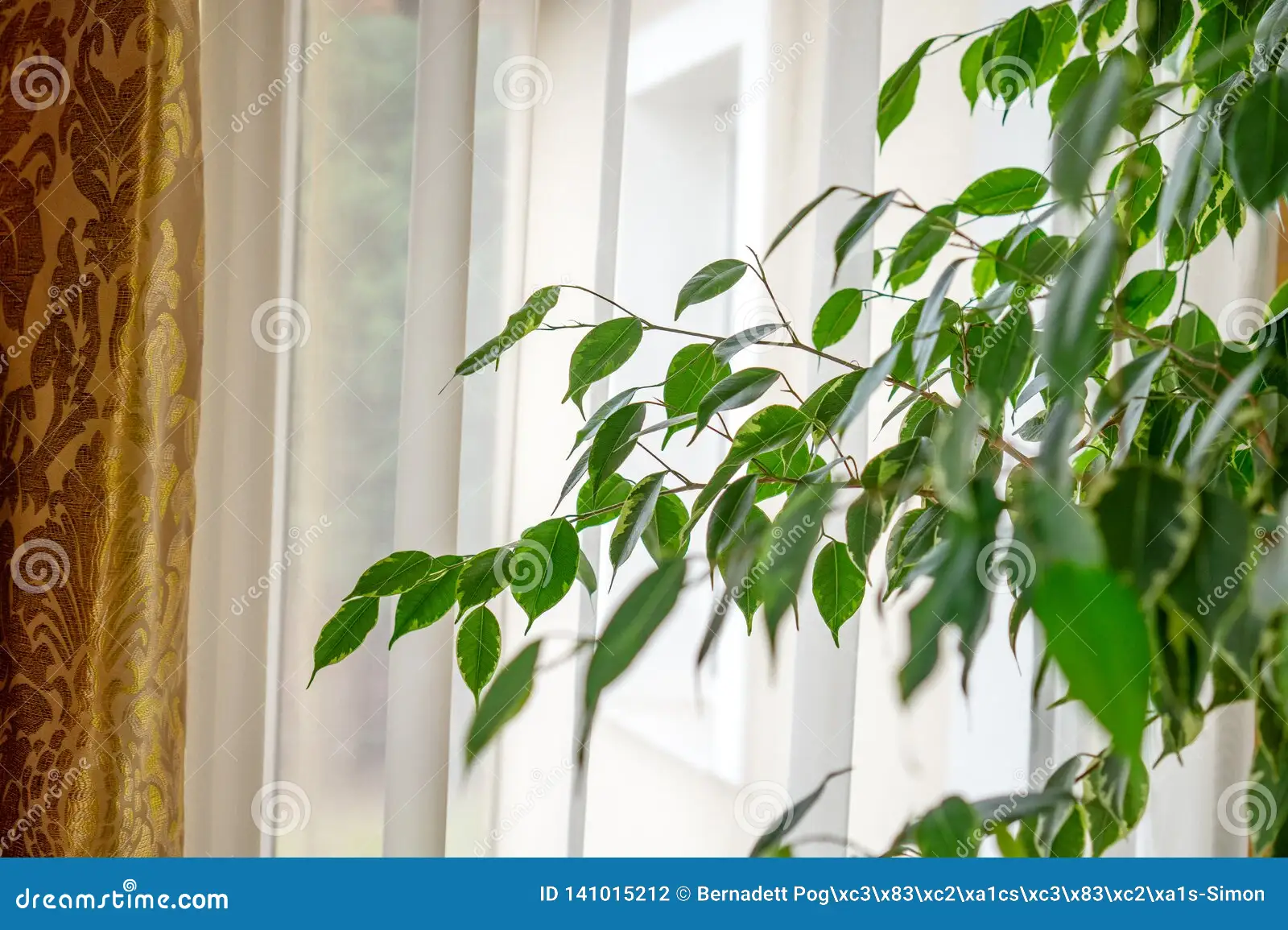 A weeping fig placed a few feet from a bright window with a sheer curtain diffusing sunlight, showing even light across the canopy