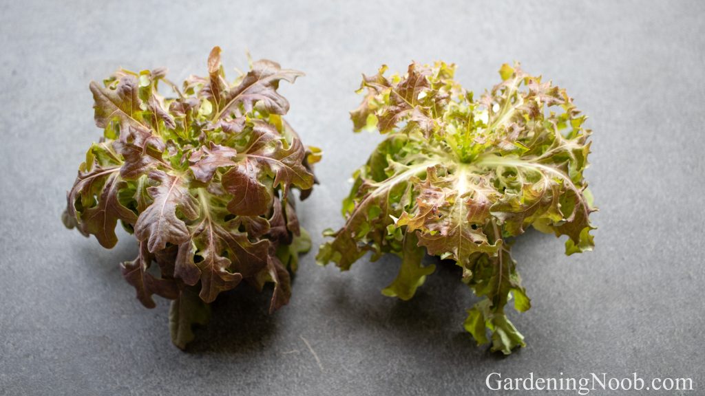 A wilted vegetable plant with yellowing lower leaves growing in visibly wet, dark soil after watering, real photograph