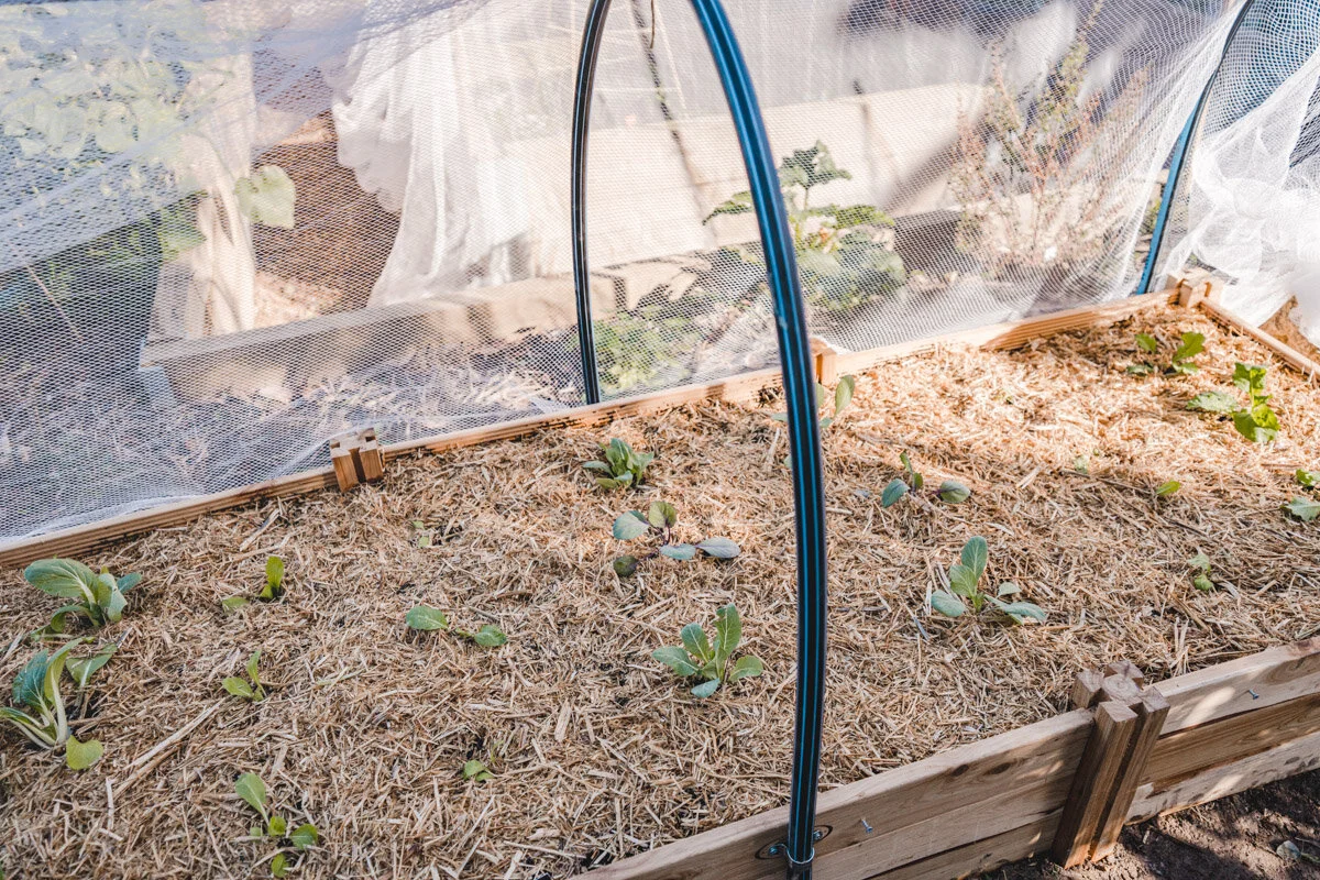 A wooden raised garden bed covered with taut netting secured along the edges with clips, in a suburban backyard, photorealistic