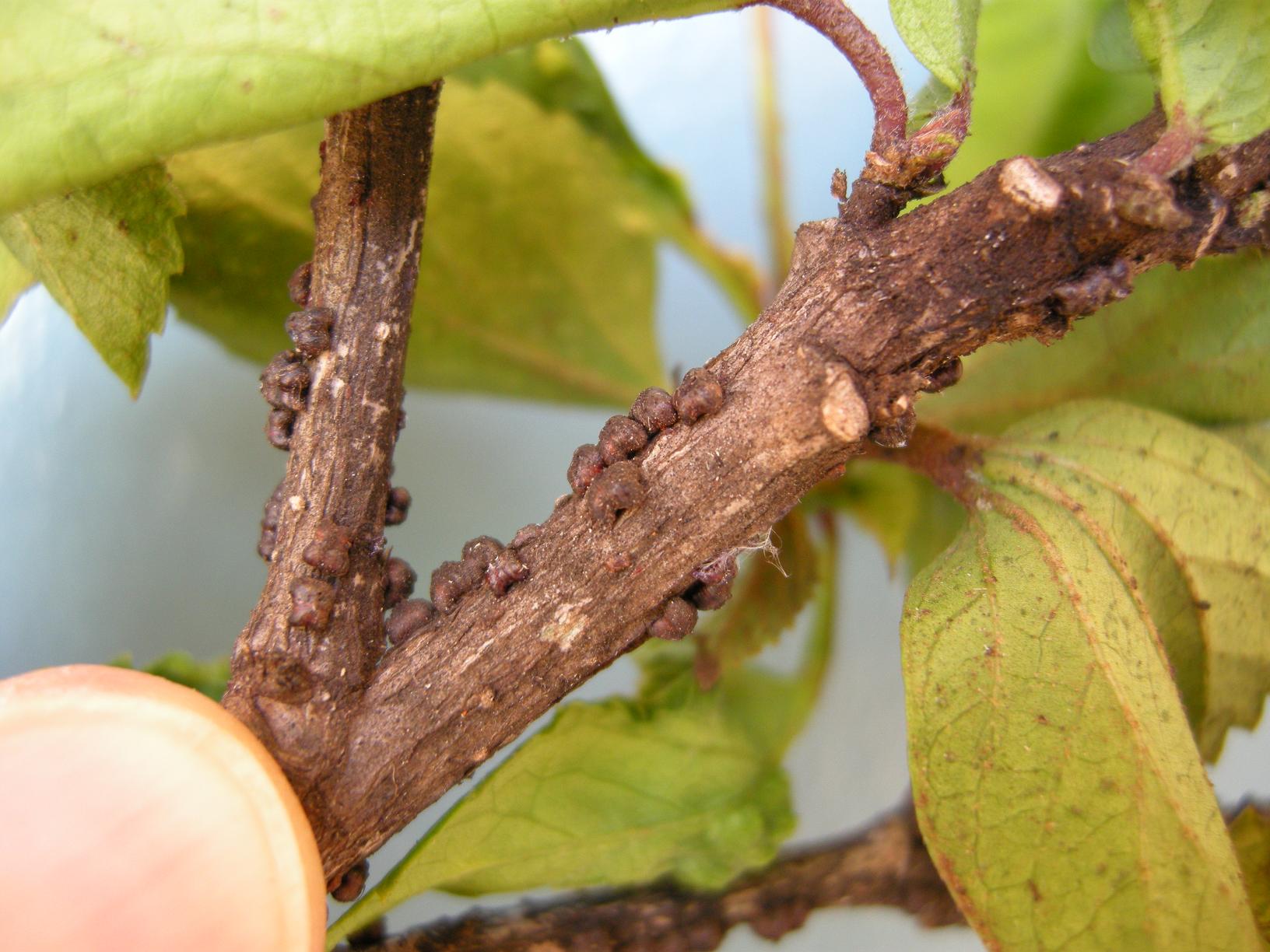 A woody hibiscus stem with small scale insects attached, showing clustered bumps along the bark