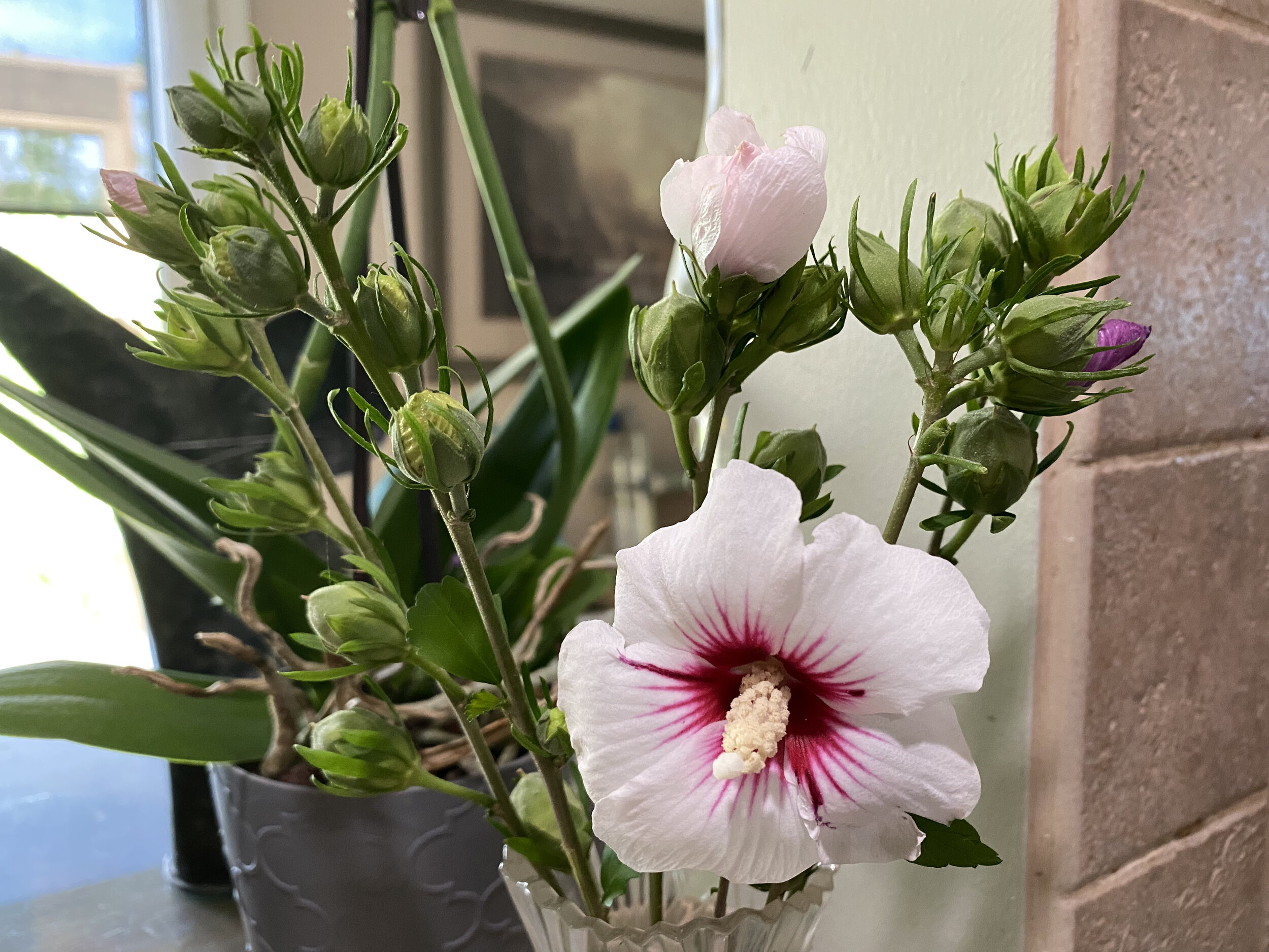 A young Rose of Sharon plant rooted from a cutting growing in a small nursery pot outdoors in dappled shade