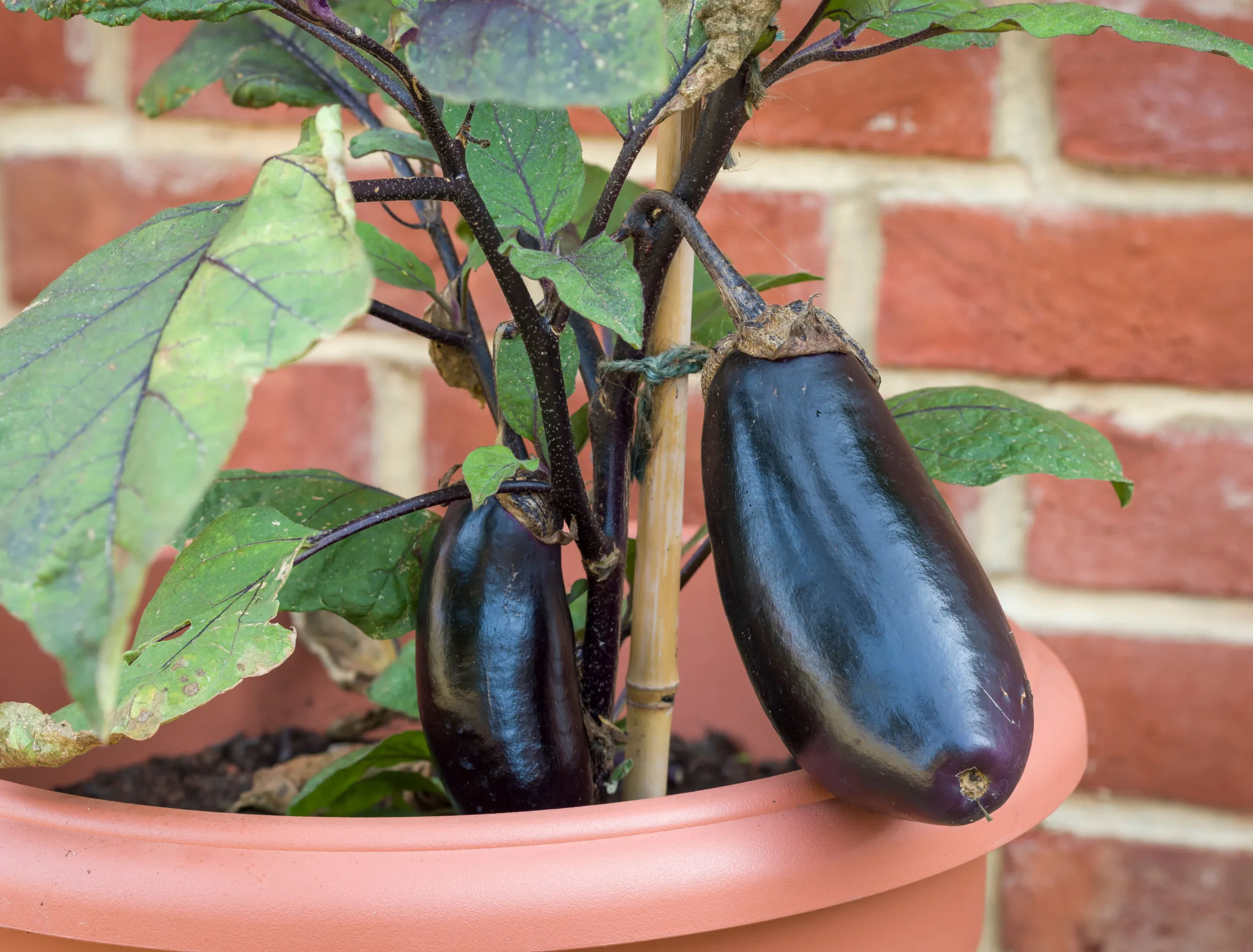 An eggplant plant growing in a large container on a sunny patio with warm light and a simple stake supporting the stem