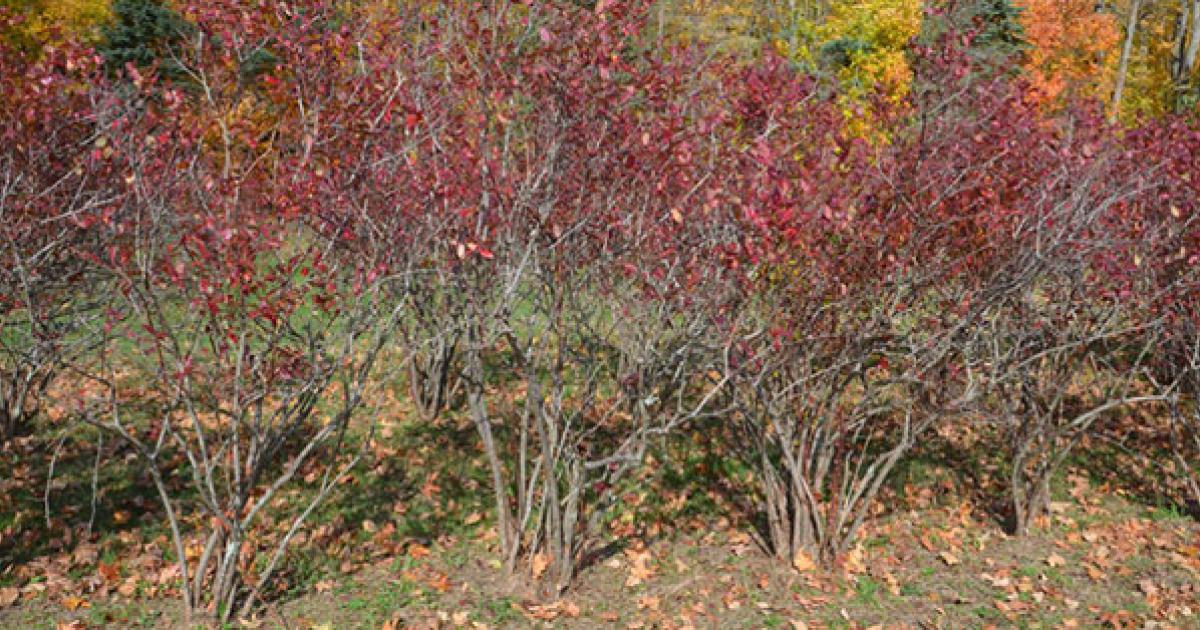 An overgrown mature blueberry bush with dense tangled canes and a shaded center in an early spring garden