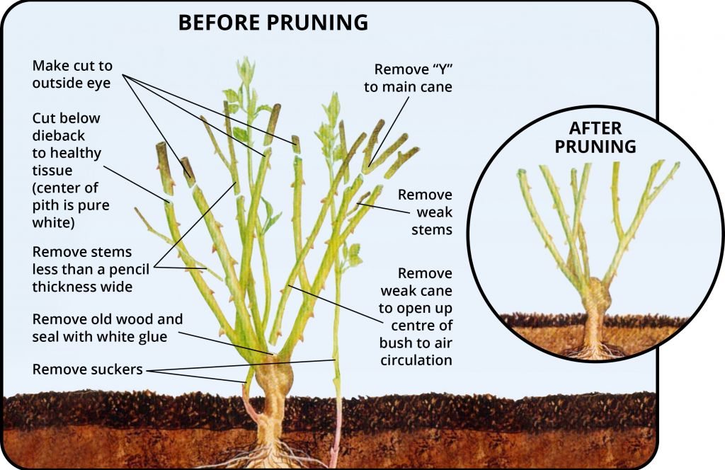 Before-and-after image showing a dense rose bush compared to an opened, vase-shaped structure with fewer canes and clear airflow paths.