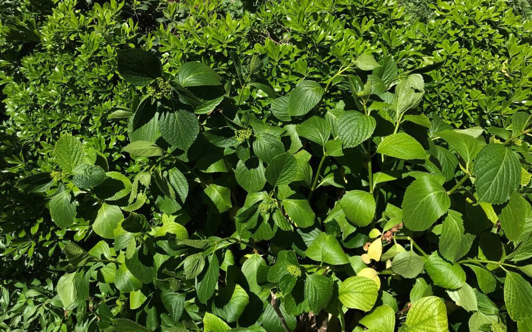Before-and-after style image showing an oakleaf hydrangea heavily sheared versus lightly pruned, with the overpruned plant lacking flower buds.