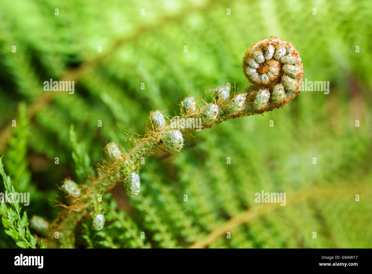 Boston fern crown with fresh green croziers unfurling among older fronds in a houseplant pot