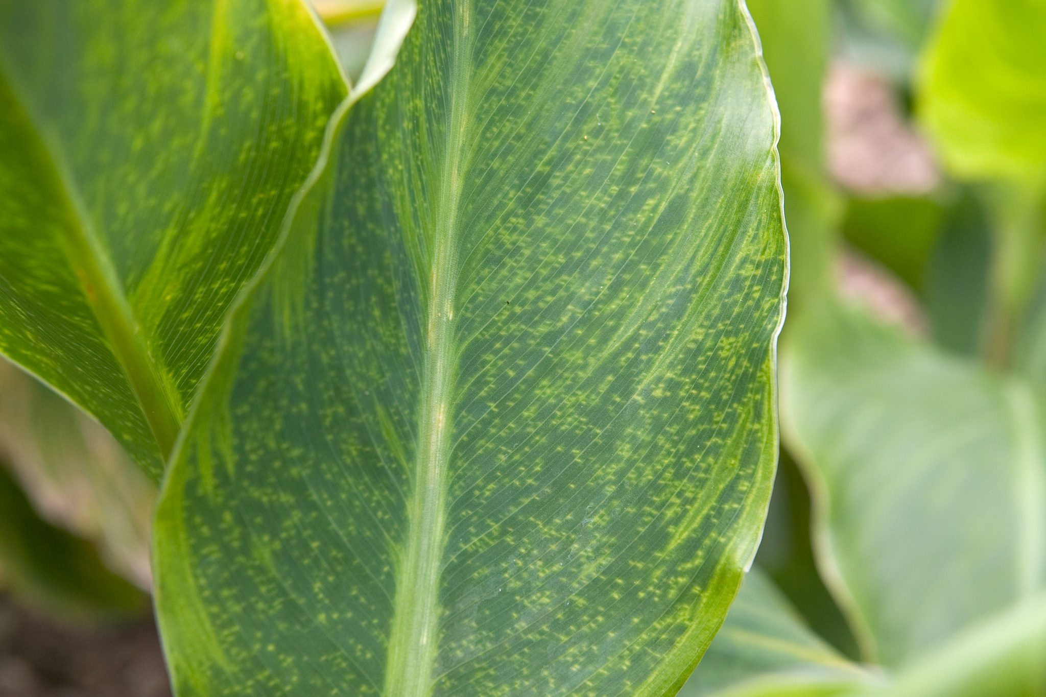 Canna leaves showing mottled yellow-green streaking and uneven coloration consistent with mosaic-like symptoms