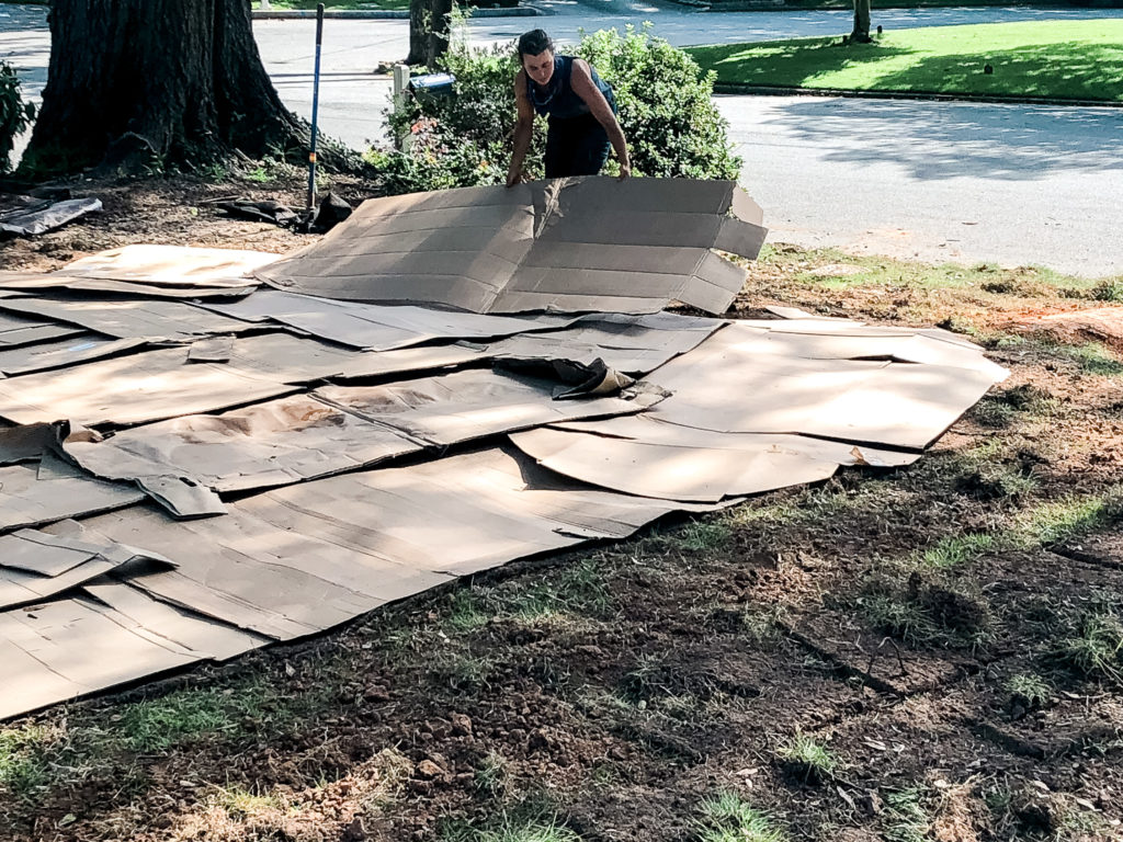 Cardboard sheets overlapped on a weedy garden area, being watered and covered with a fresh layer of compost and mulch