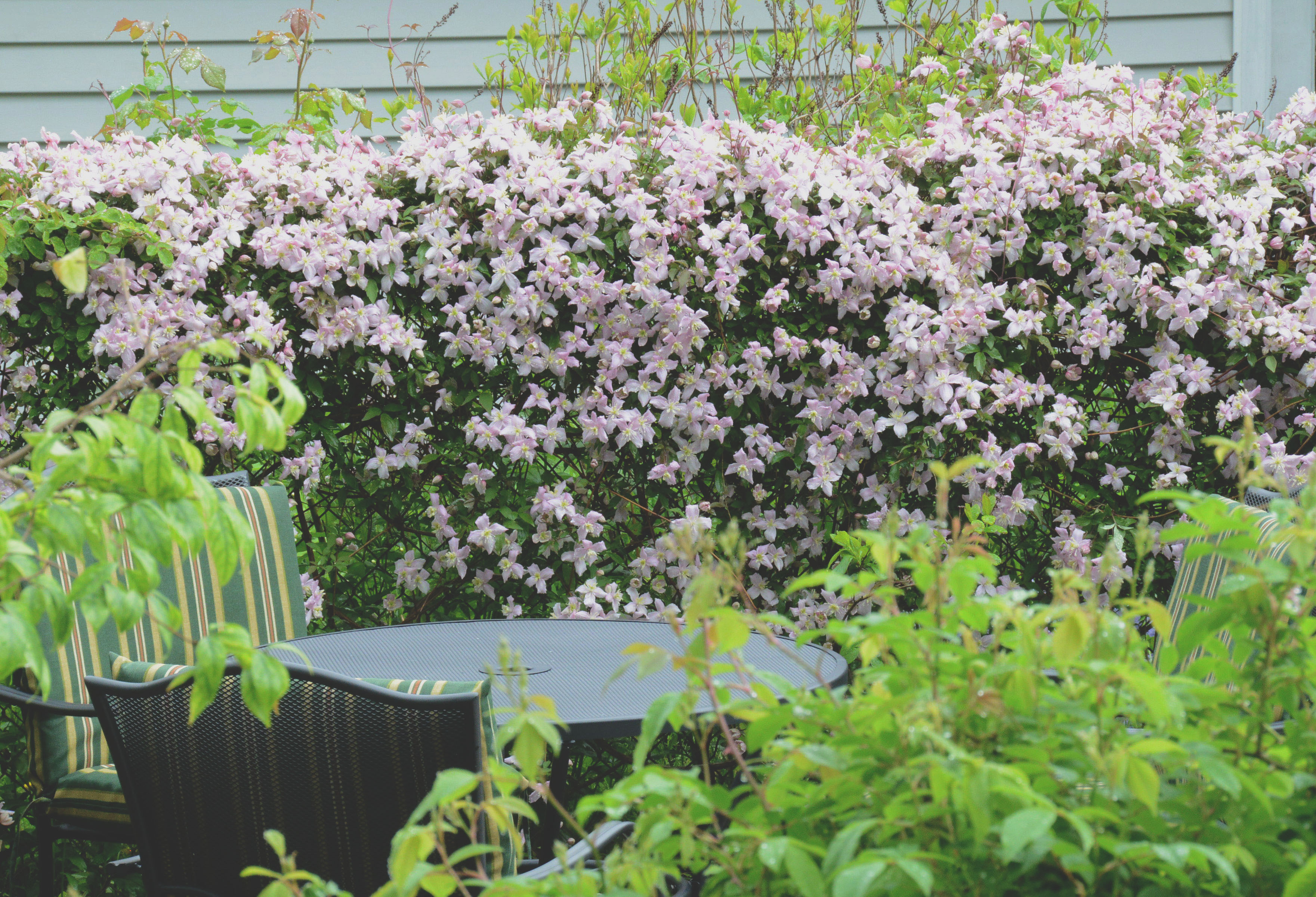 Clematis montana covered in soft pink spring flowers climbing along a garden fence