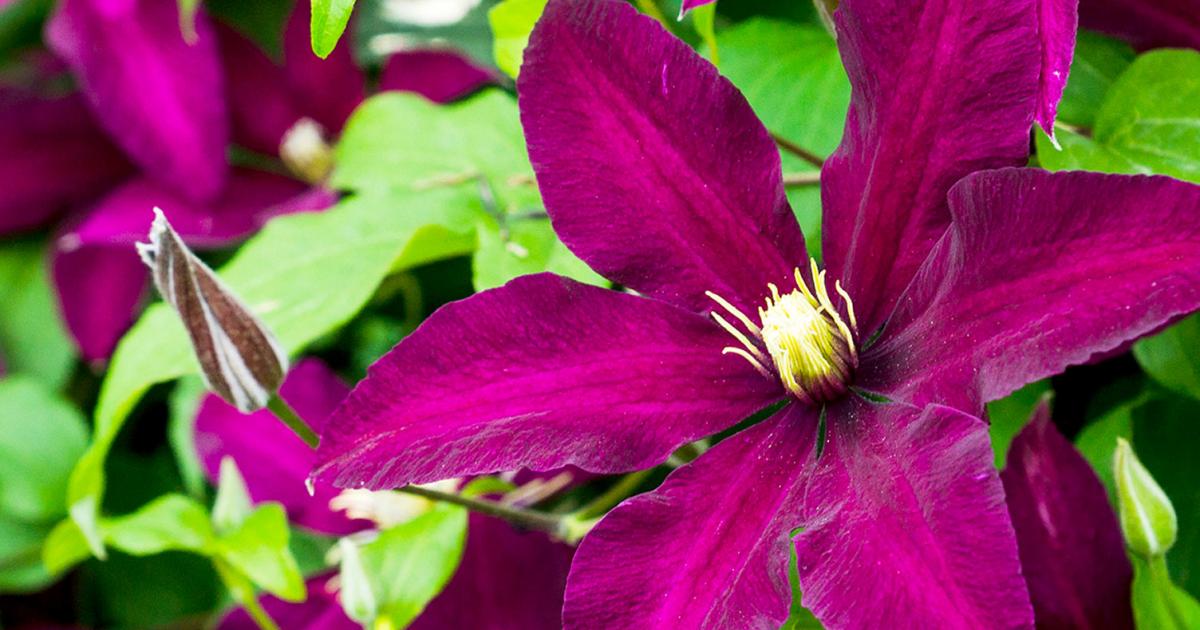 Clematis vine in late winter with stems freshly cut back to low buds near the soil