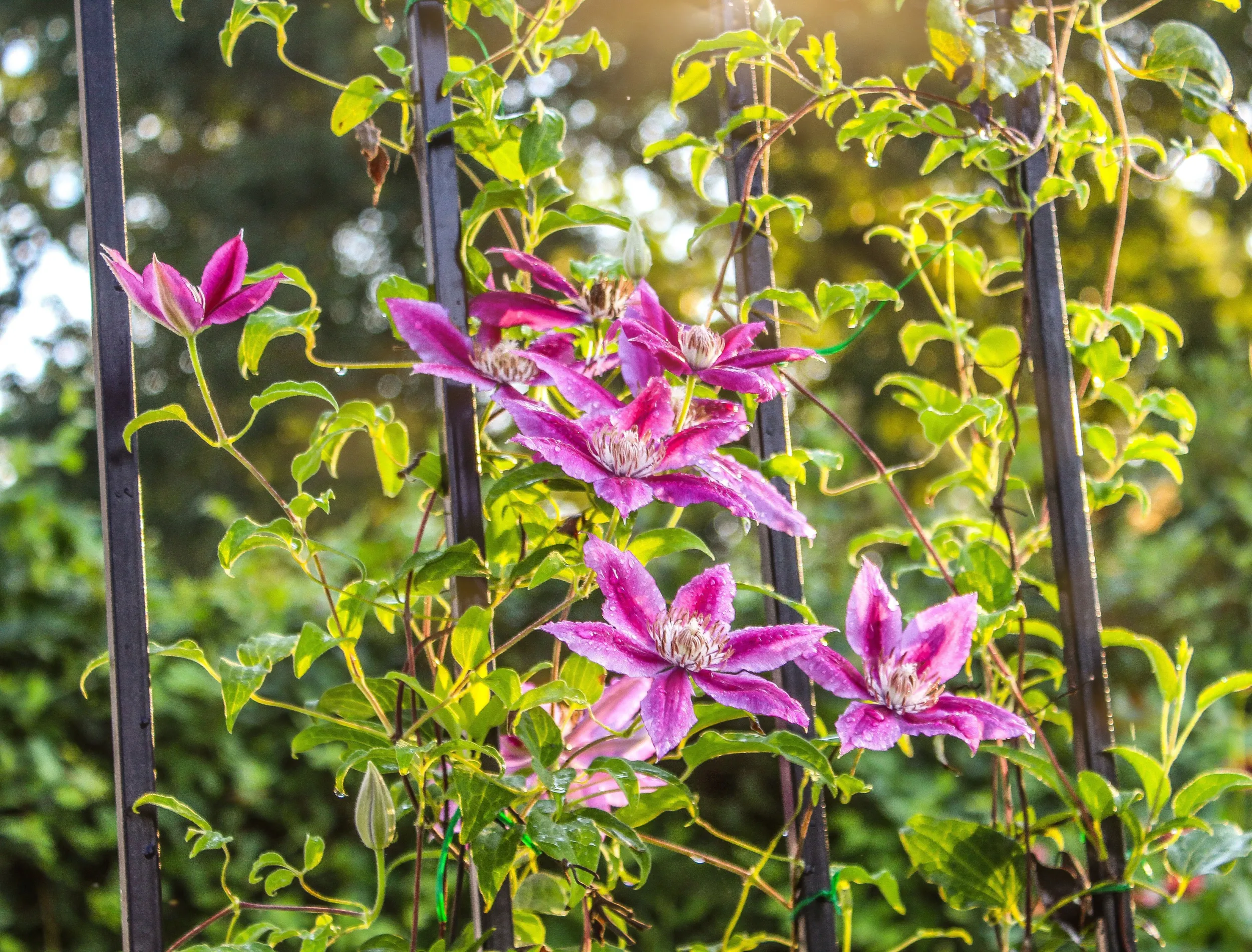 Clematis vine trained with several stems tied lower along a trellis, showing leafy growth near the base and flowers higher up