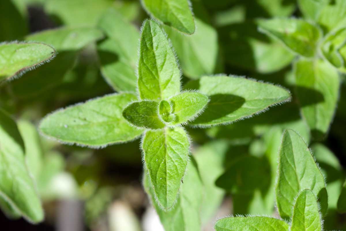 Close-up of Greek oregano leaves on the plant in bright sunlight, showing textured oval leaves and new growth