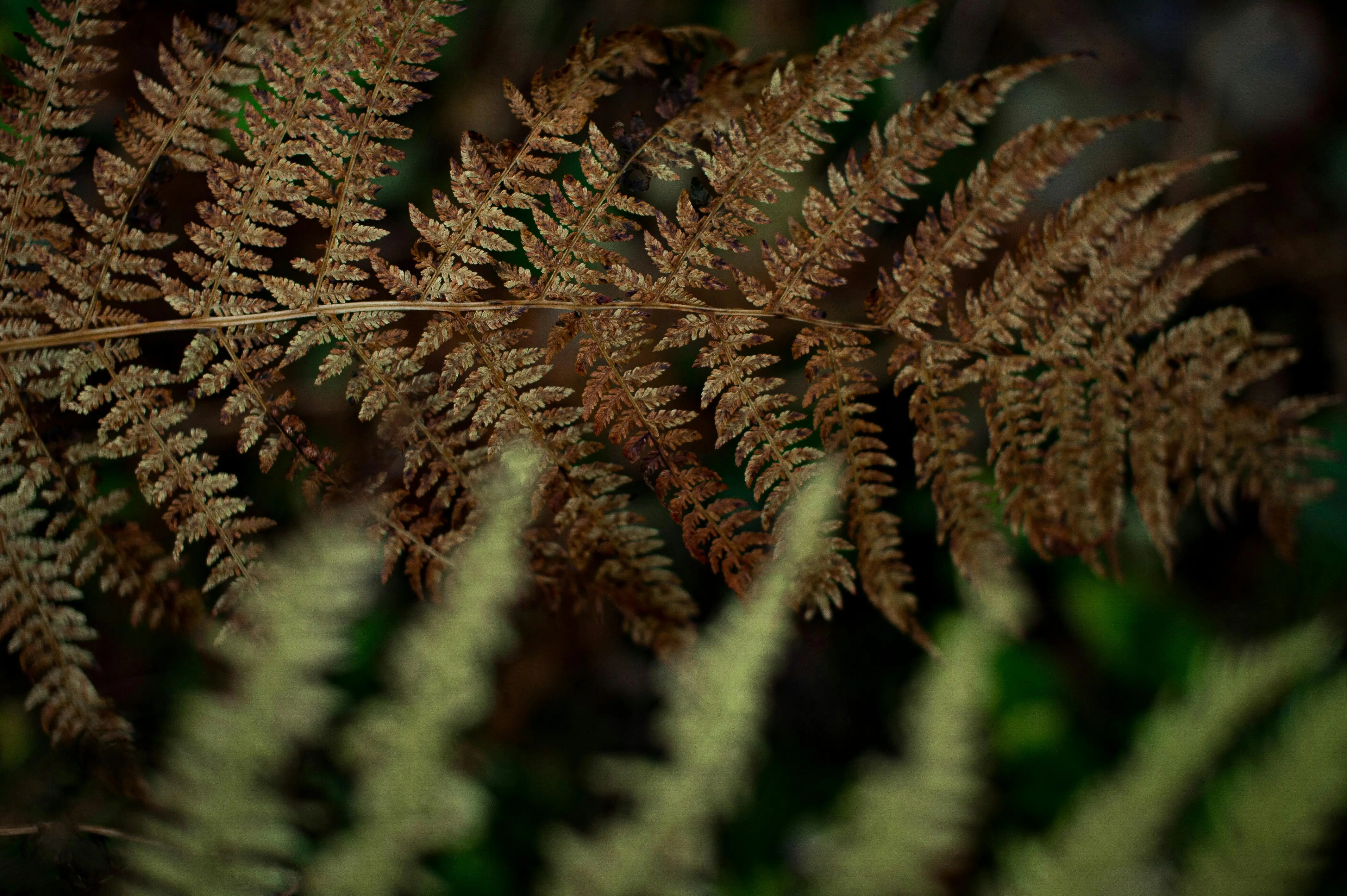 Why Is My Boston Fern Turning Brown?