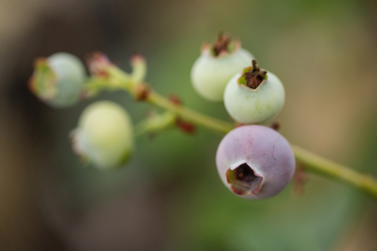 Close up of a dormant blueberry twig showing plump rounded fruit buds and smaller pointed leaf buds against a blurred winter garden background