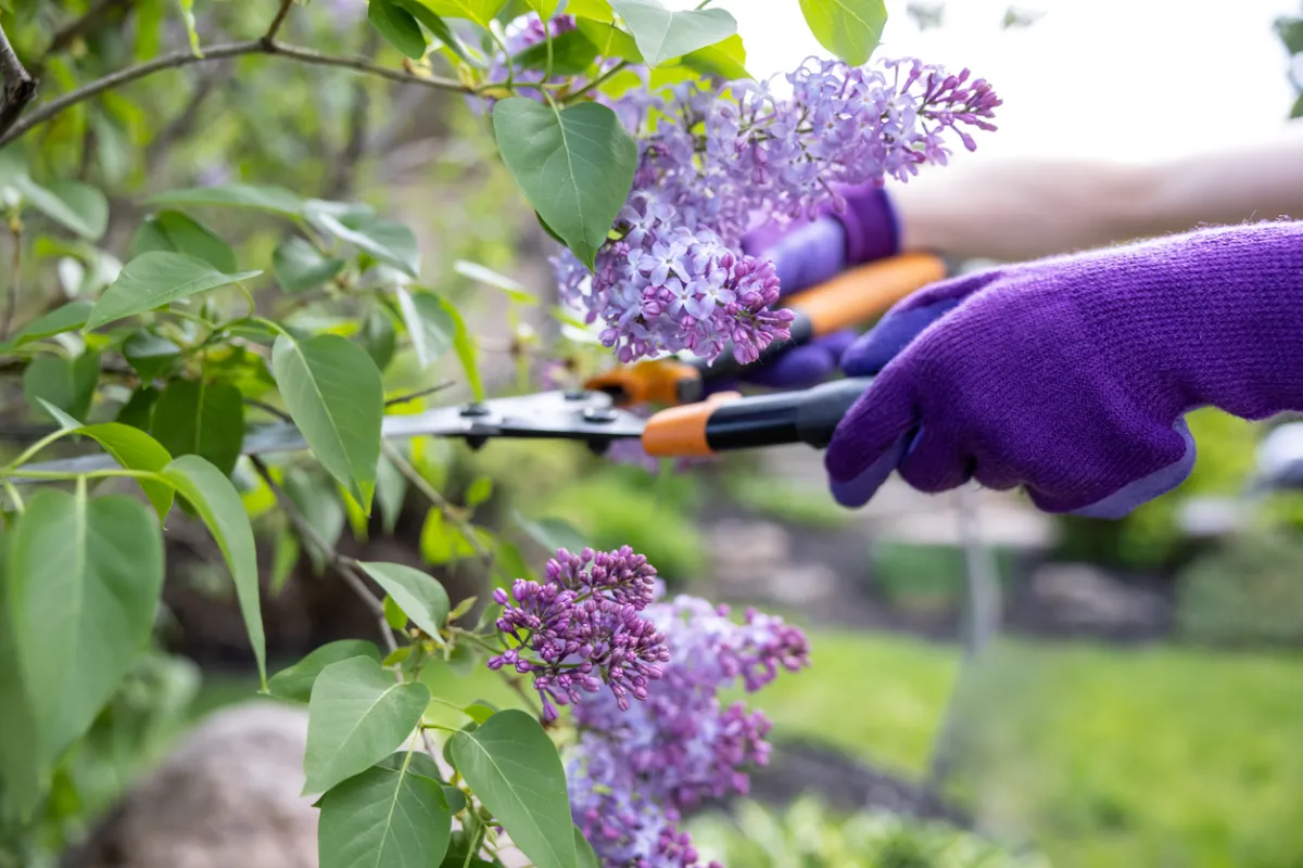 Close-up of a thick, woody lilac stem being cut near ground level with long-handled loppers in a garden
