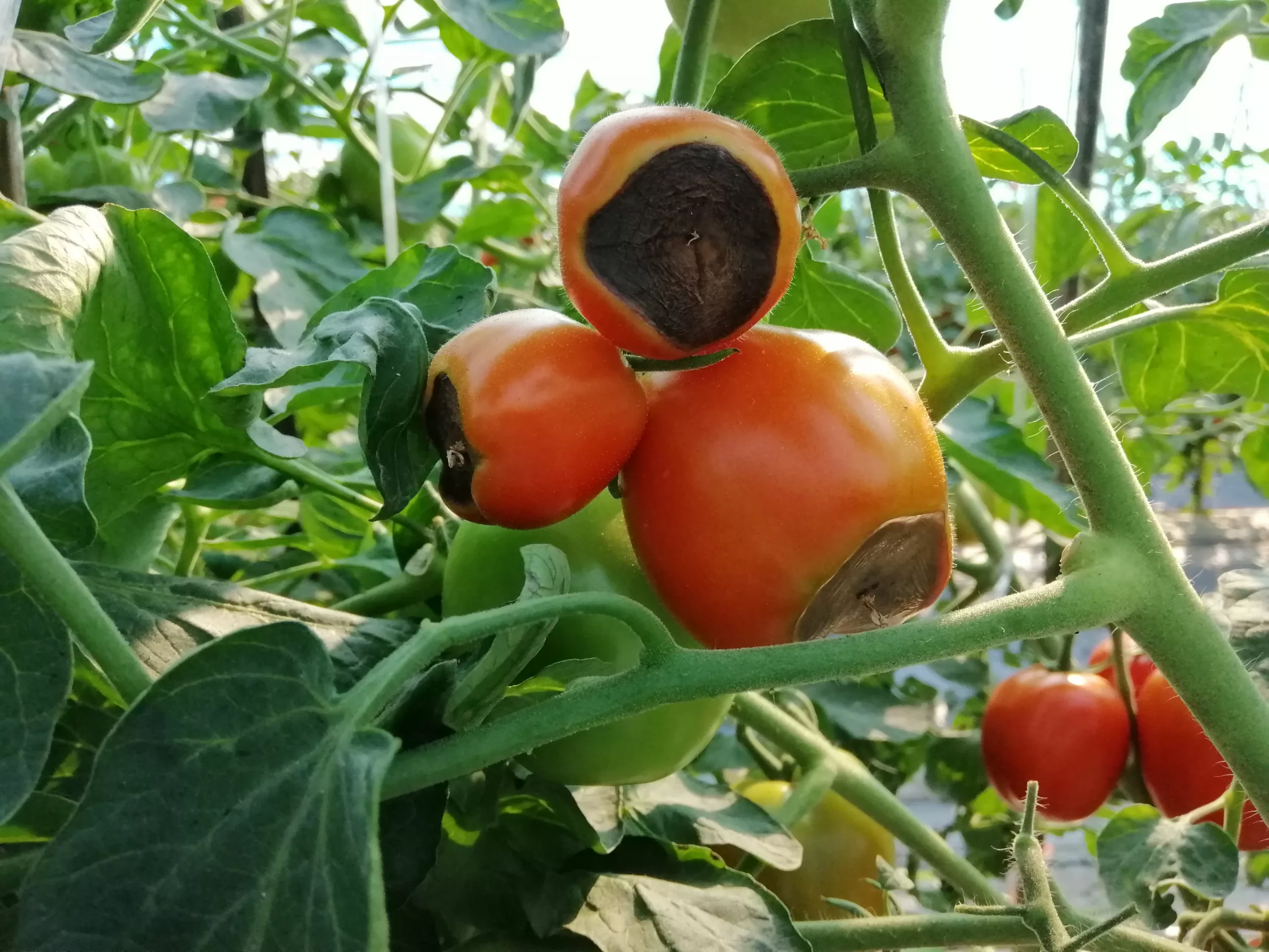 Close-up of a tomato showing a dark, sunken rotten spot on the blossom end (bottom), contrasting with healthy red tissue
