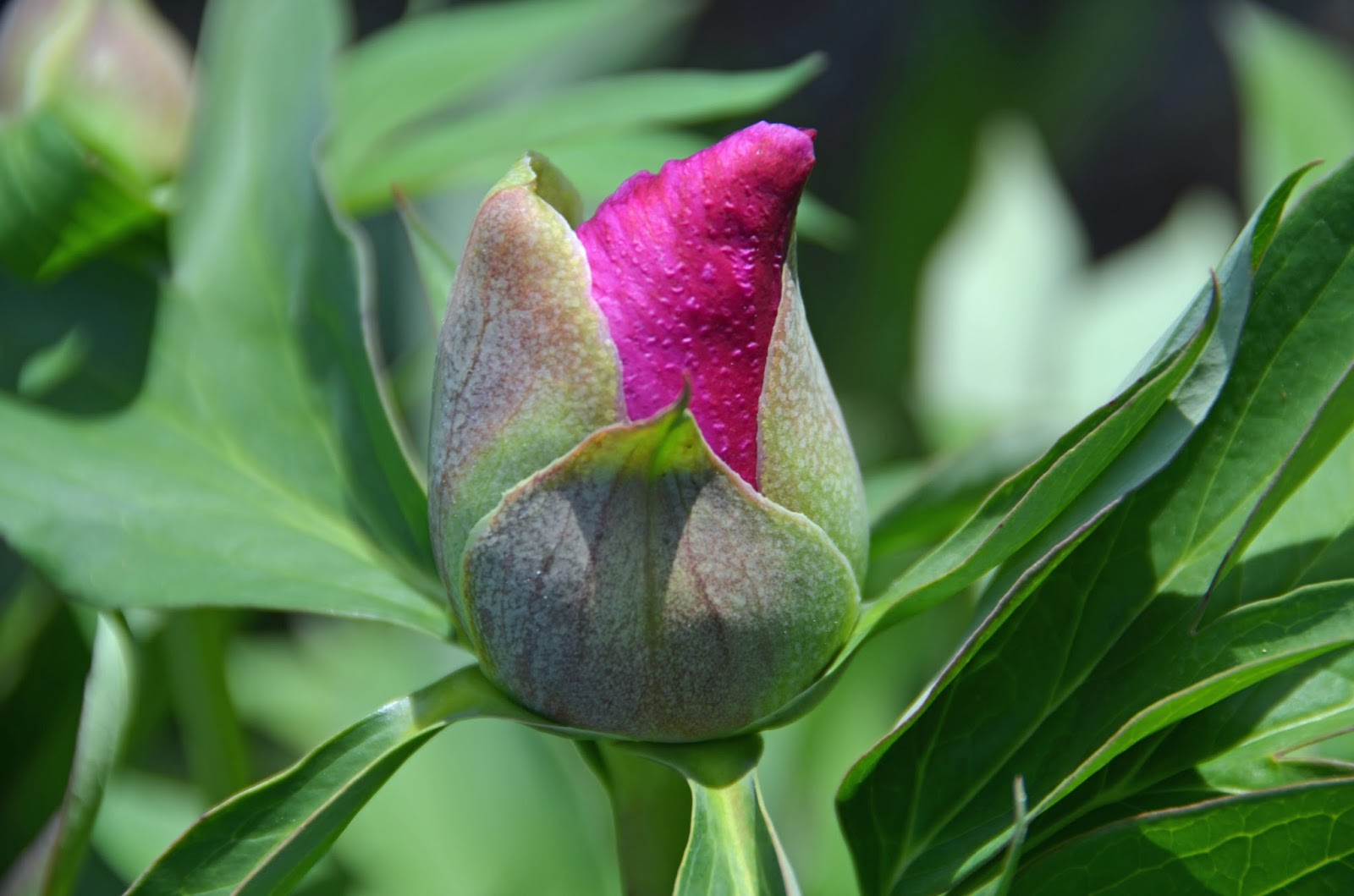 Close-up of a tree peony branch showing several plump buds along woody stems in early spring