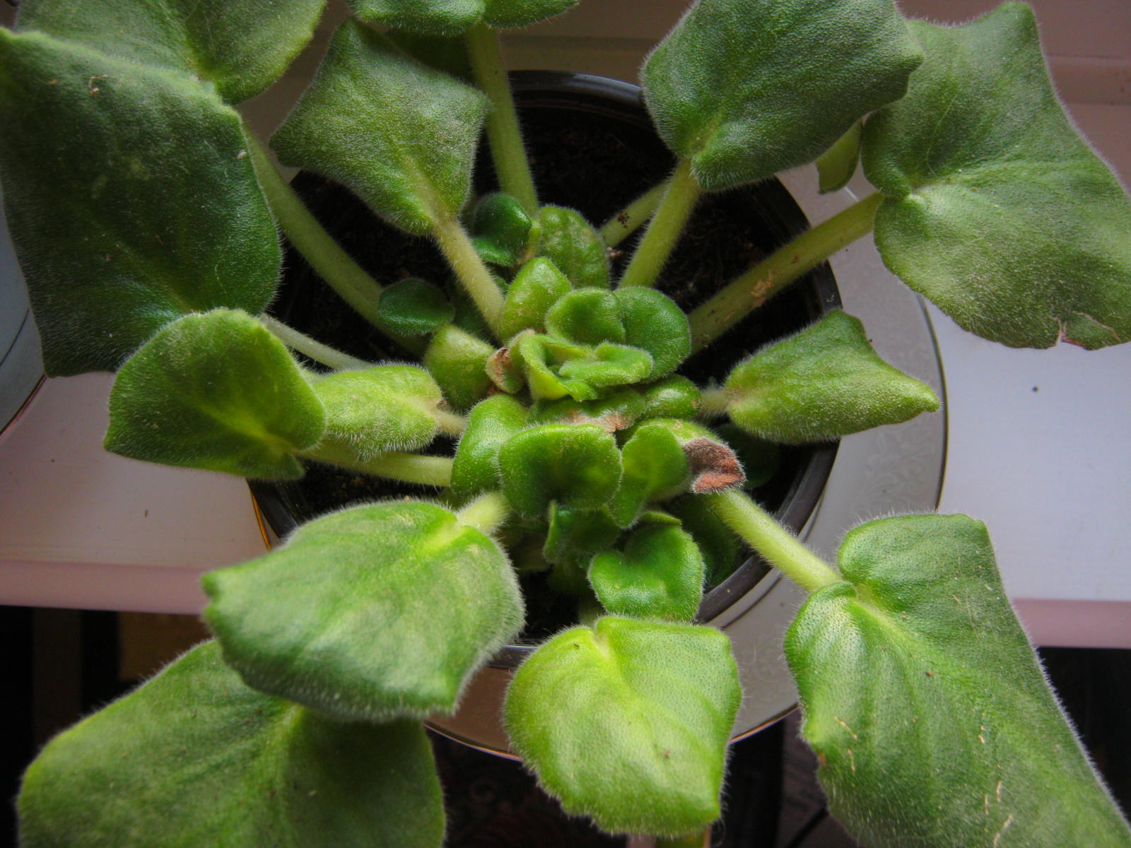 Close-up of an African violet with leaf stems stretching upward toward a nearby window, showing a leggy low-light posture, real photo style