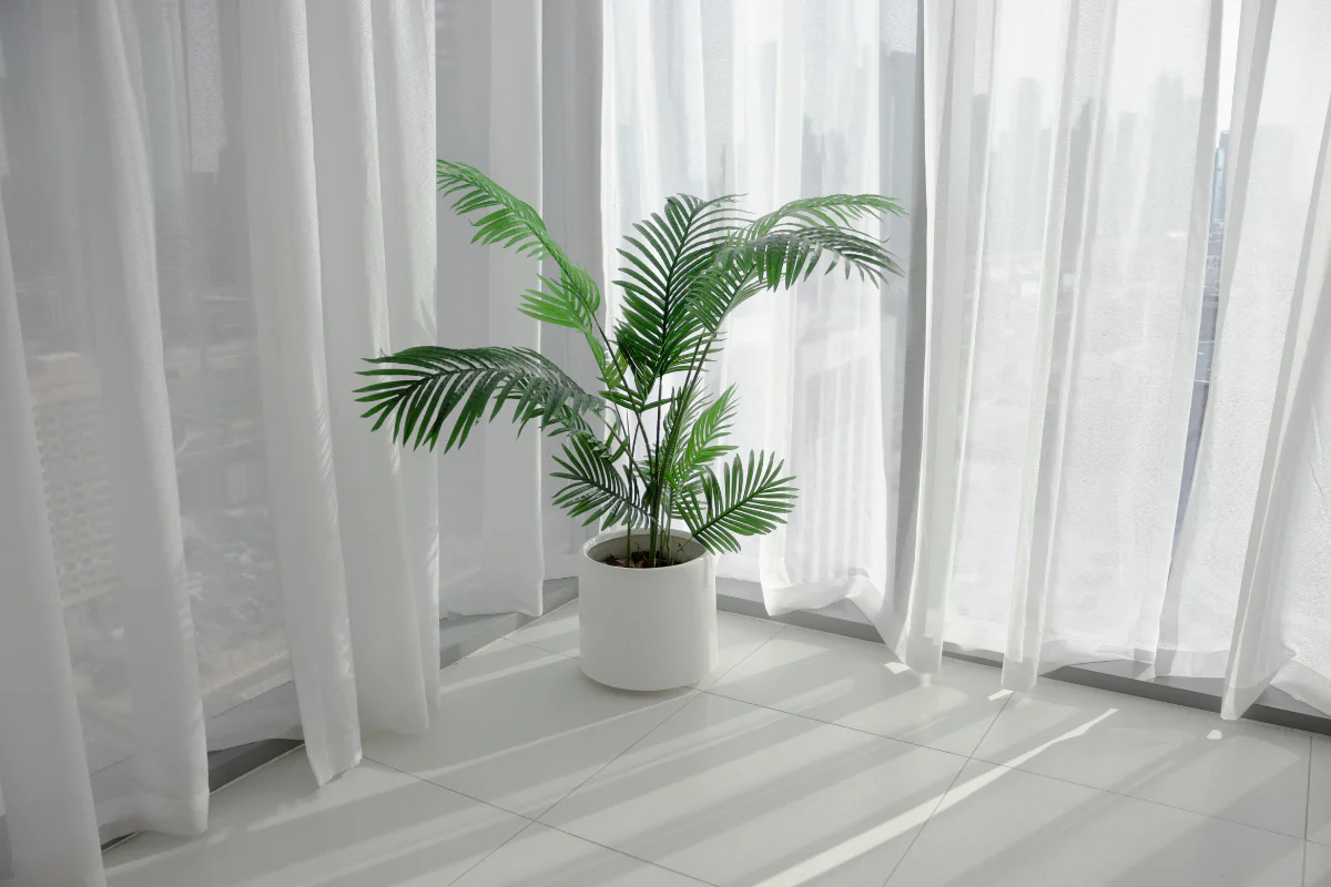 Close-up of areca palm fronds lit by bright indirect daylight through a sheer white curtain, soft shadows, real indoor scene