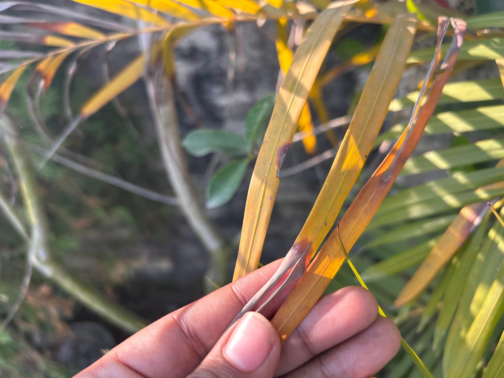 Close-up of areca palm leaflets with slightly brown tips being carefully trimmed with clean scissors, indoor natural light, real photograph