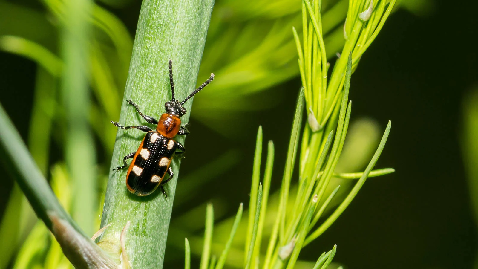 Close-up of asparagus beetle adult and larvae on asparagus fern with feeding damage visible, plus a few dark eggs on a spear for ID.