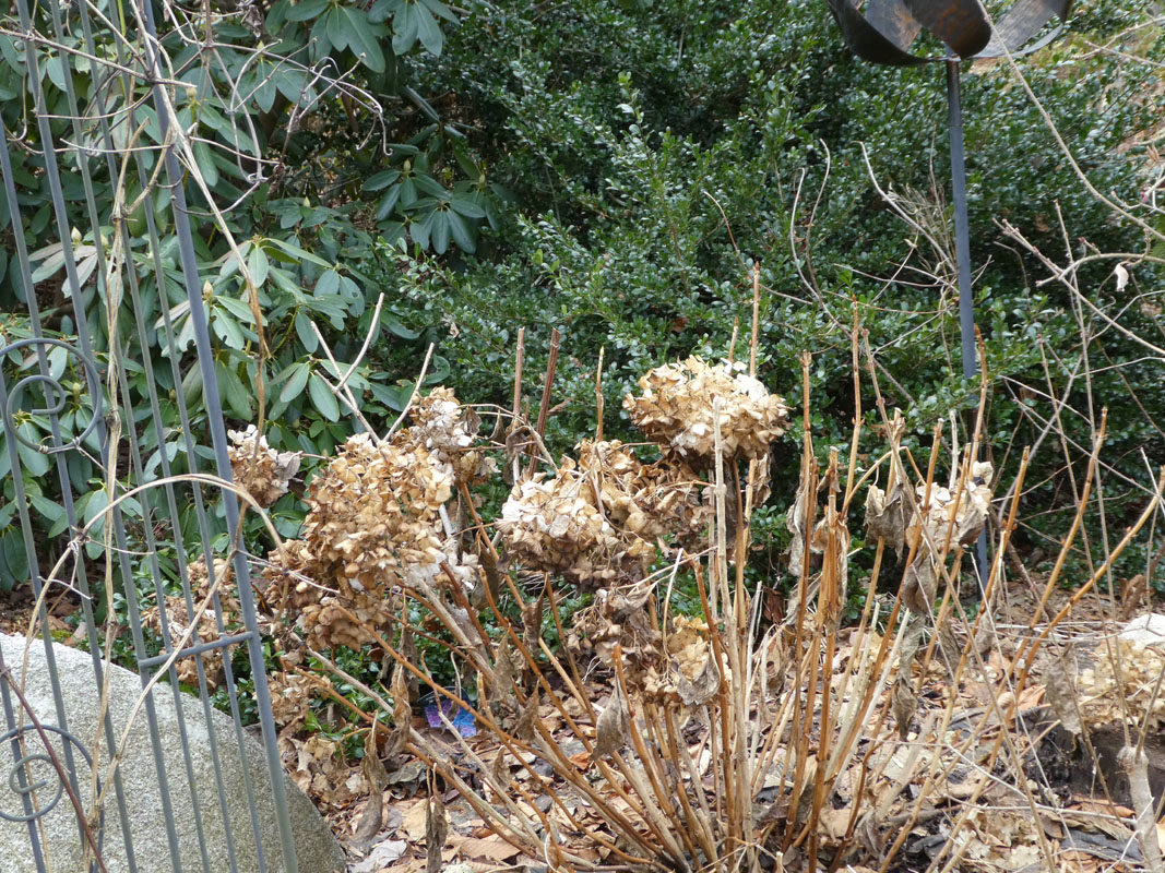 Close-up of bigleaf hydrangea branch showing plump buds set along last year’s woody stem, with a hand pointing to bud pairs.