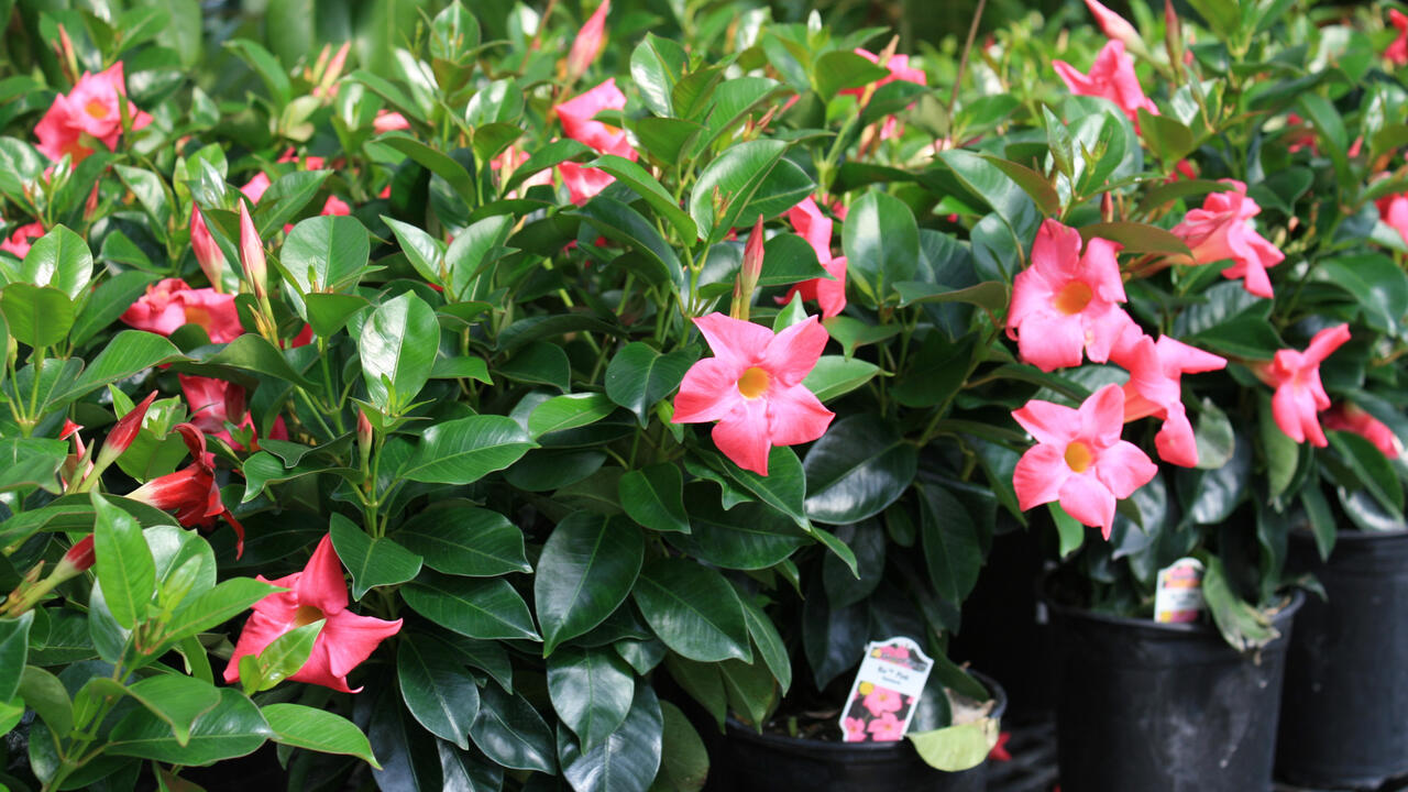 Close-up of dipladenia leaves showing thick, leathery, glossy green foliage on a healthy plant