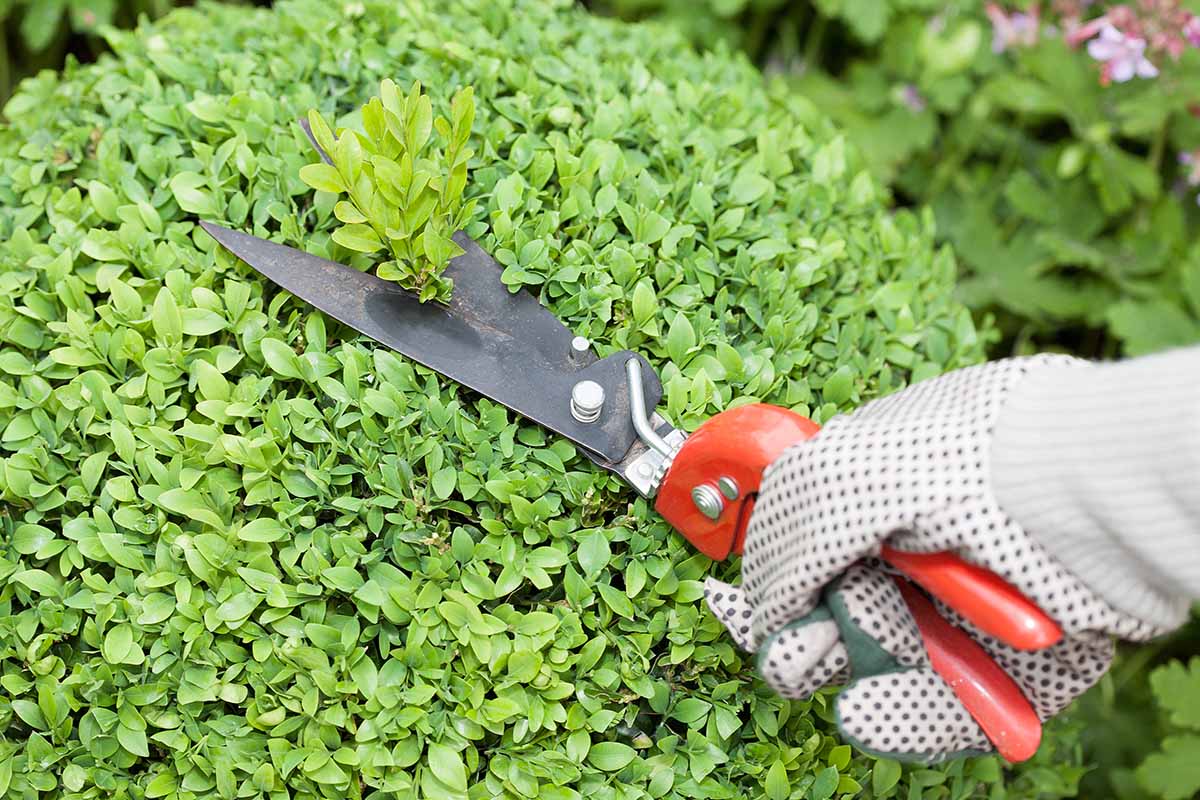 Close-up of hands using clean bypass pruners to selectively snip boxwood stems at a leaf junction, real photography style