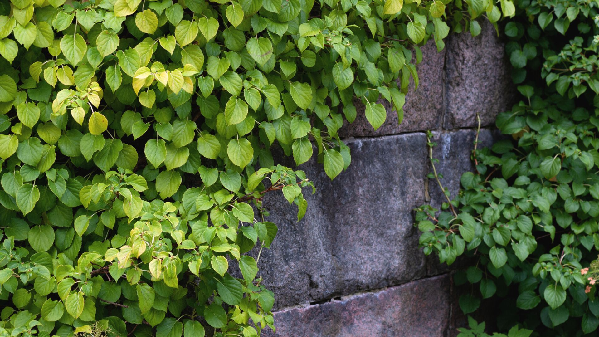 Close-up of healthy climbing hydrangea leaves with visible veins and fresh new growth at the stem tip