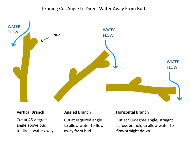 Close-up of secateurs cutting a stem at a slight angle just above an outward-facing bud, with the bud and cut line in focus.