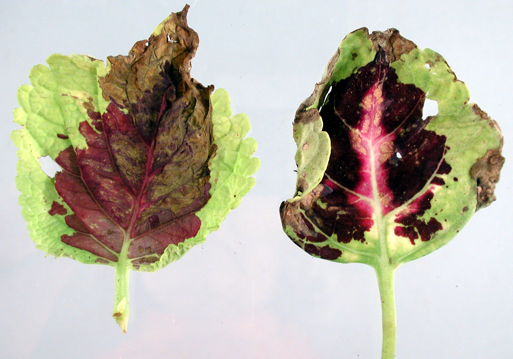 Coleus Downy Mildew: Sudden Leaf Drop and What to Do
