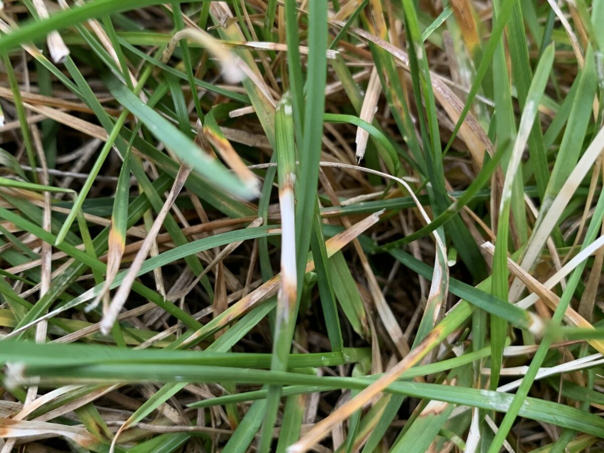 Close up of turfgrass blades with small straw-colored patches consistent with dollar spot symptoms, real photo