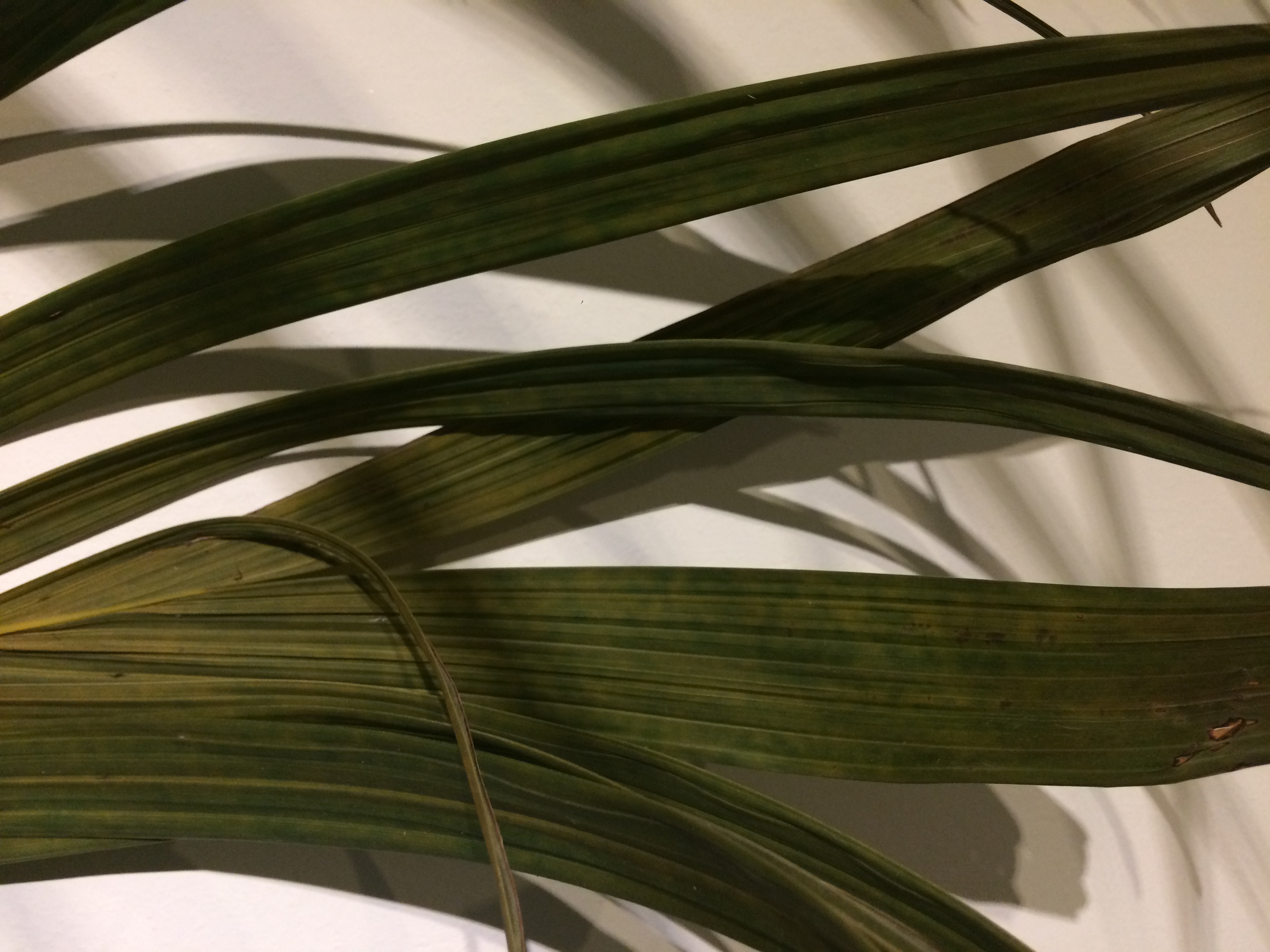 Close up photo of Kentia palm leaflets with slightly browned tips and otherwise green fronds, showing realistic texture and indoor lighting