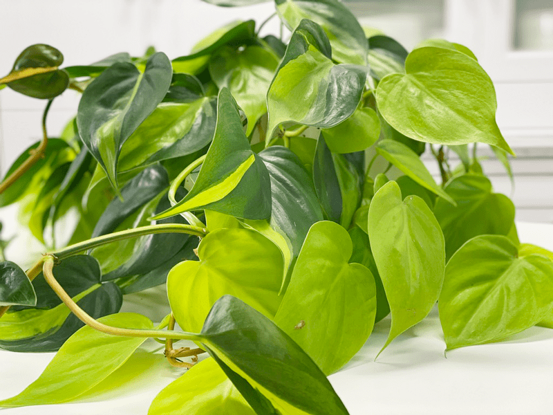 Close-up photo of Philodendron Brasil leaves with strong lime and green variegation in bright indirect indoor light
