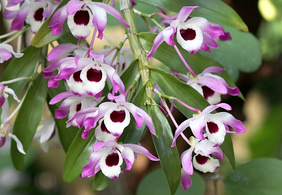 Close-up photo of a Dendrobium nobile cane showing several nodes with swelling buds forming along the stem, natural light
