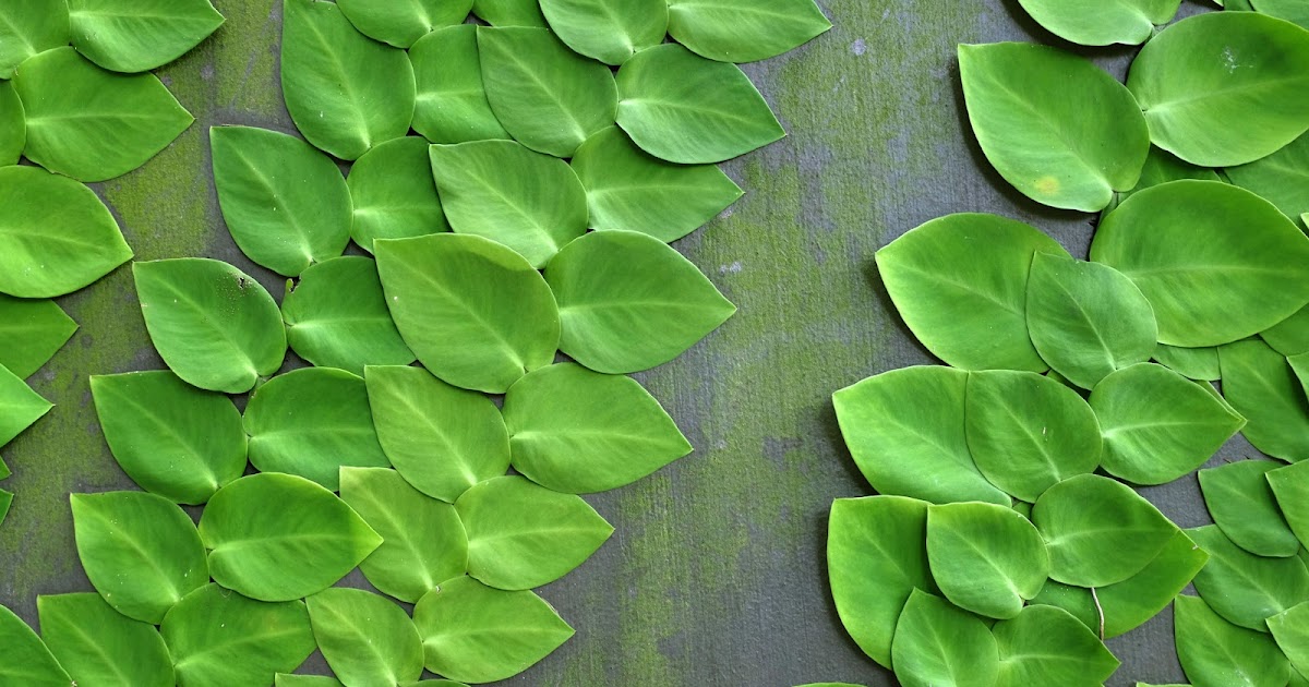 Close up photo of a Rhaphidophora hayi leaf being inspected by hand, showing the leaf surface and veins clearly under bright indoor light