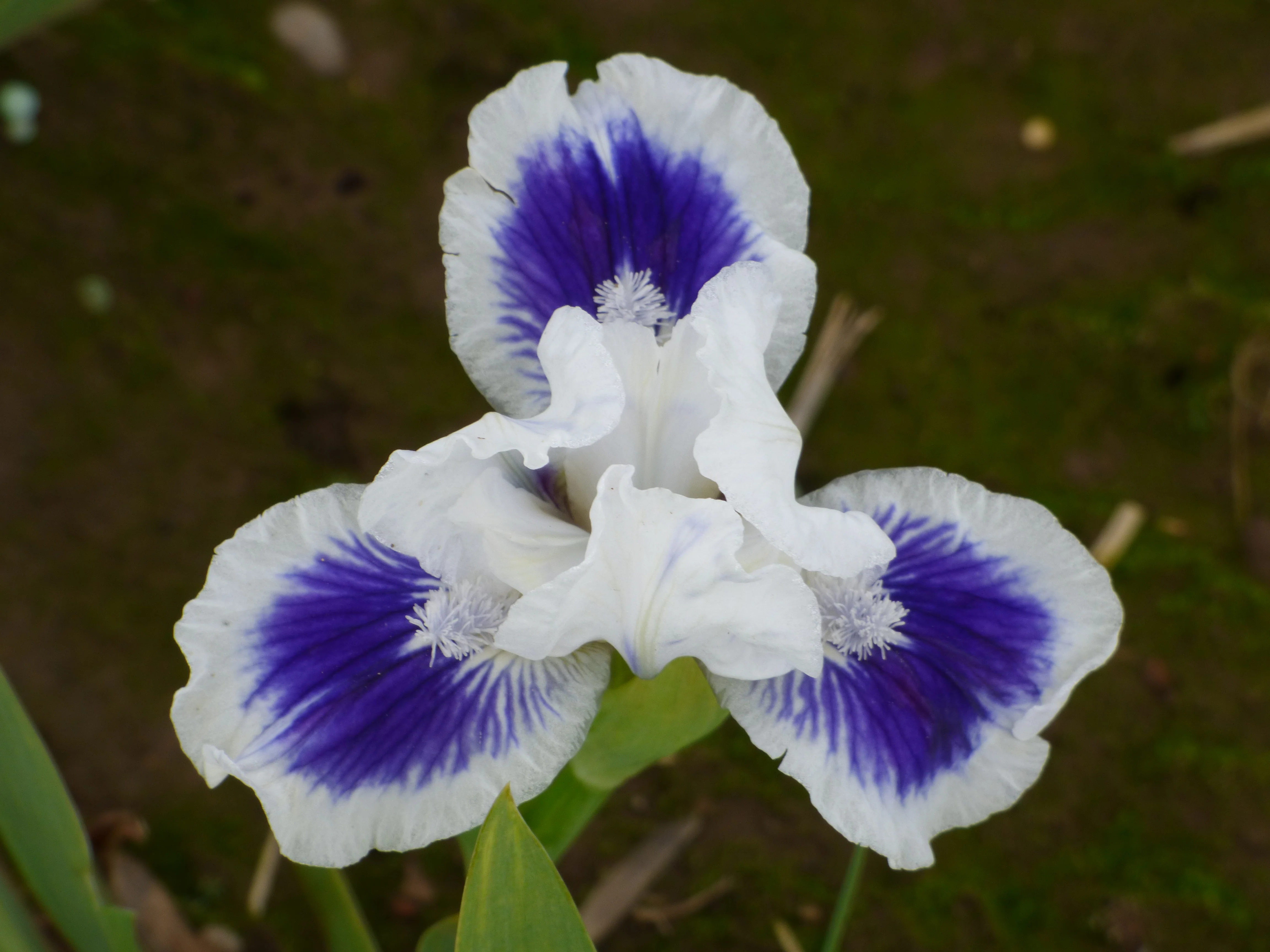 Close-up photo of a bearded iris rhizome showing multiple growth eyes and a trimmed fan of leaves, resting on soil