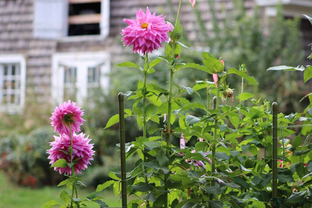 Close-up photo of a dahlia stem loosely tied to a wooden stake using a soft green stretchy plant tie